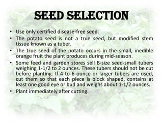 Control weeds by shallow and frequent cultivation. Deep cultivation may cut potato roots and slow growth. When plants are 6 to 8 inches tall, begin to mound soil around the bases of the plants to start forming a ridge or hill.