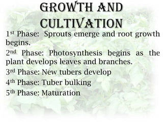 Fertilizer PracticesLiberal amounts of fertilizer are required for large yields of potatoes. Potatoes usually respond to band applications of P.Potatoes require high levels of K and SToo much fertilizer, especially nitrogen, can over stimulate vine growth and delay tuber set and maturity.