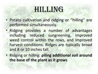 Growth and Cultivation1st Phase:  Sprouts emerge and root growth begins.2nd Phase: Photosynthesis begins as the plant develops leaves and branches.3rd Phase: New tubers develop4th Phase: Tuber bulking5th Phase: Maturation