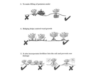 HillingPotato cultivation and ridging or "hilling" are performed simultaneously. Ridging provides a number of advantages including reduced sungreening, improved weed control within the rows, and improved harvest conditions. Ridges are typically broad and 8 or 10 inches tall.Ridging or hilling: piling additional soil around the base of the plant as it grows