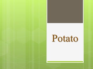 Potato
 
