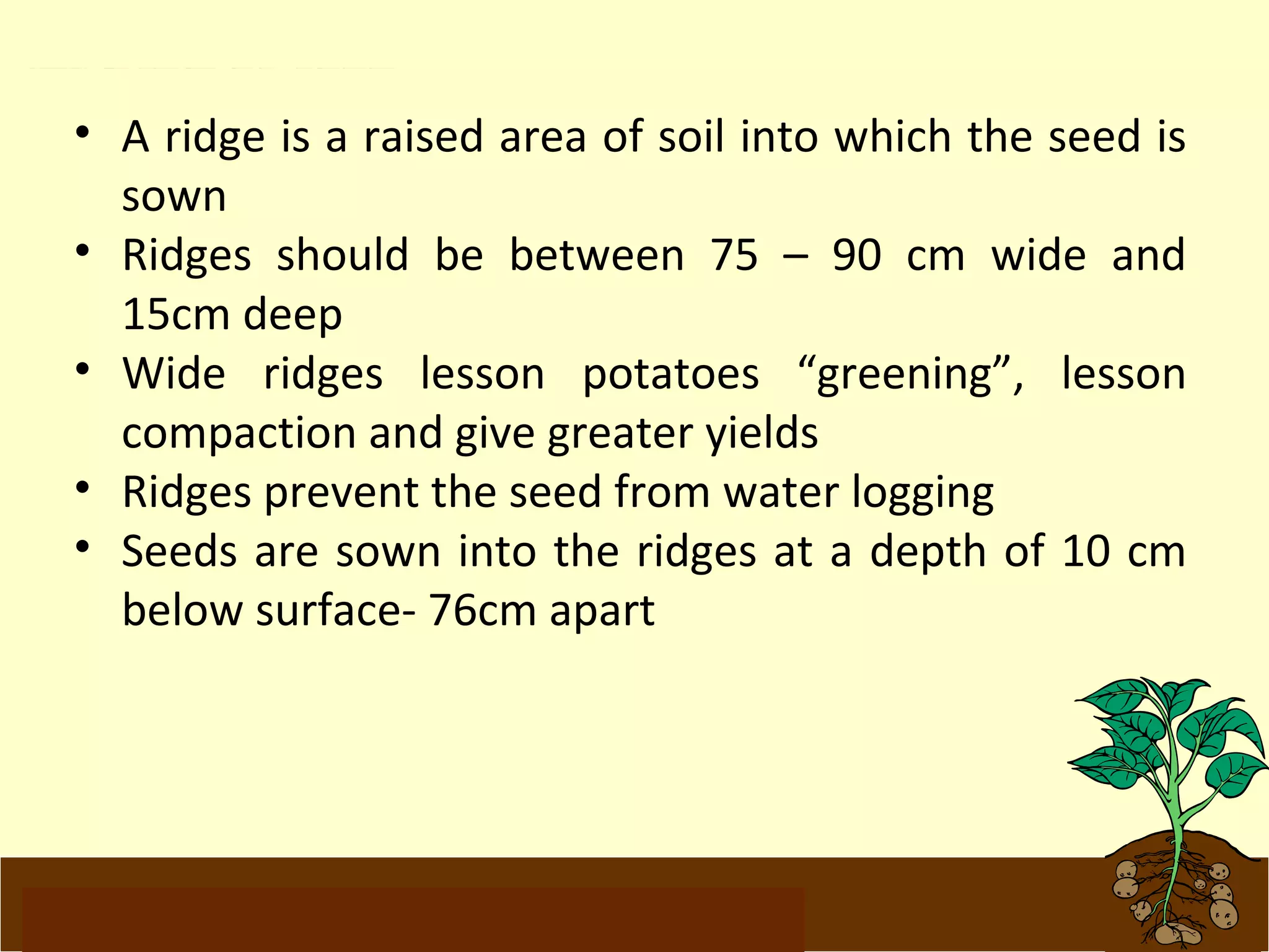 Between Potato Ridges Potato | PPT