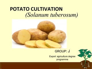 POTATO CULTIVATION 
(Solanum tuberosum) 
GROUP: J 
Export agriculture degree 
programme 
www.potatoesforschools.org.uk 
 