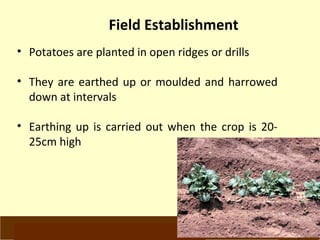 Field Establishment 
• Potatoes are planted in open ridges or drills 
• They are earthed up or moulded and harrowed 
down at intervals 
• Earthing up is carried out when the crop is 20- 
25cm high 
www.potatoesforschools.org.uk 
 