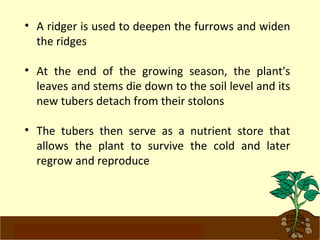 • A ridger is used to deepen the furrows and widen 
the ridges 
• At the end of the growing season, the plant's 
leaves and stems die down to the soil level and its 
new tubers detach from their stolons 
• The tubers then serve as a nutrient store that 
allows the plant to survive the cold and later 
regrow and reproduce 
www.potatoesforschools.org.uk 
 