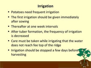 Irrigation 
• Potatoes need frequent irrigation 
• The first irrigation should be given immediately 
after sowing 
• Thereafter at one week intervals 
• After tuber formation, the frequency of irrigation 
is decreased 
• Care must be taken while irrigating that the water 
does not reach fee top of the ridge 
• Irrigation should be stopped a few days before 
harvesting 
www.potatoesforschools.org.uk 
 