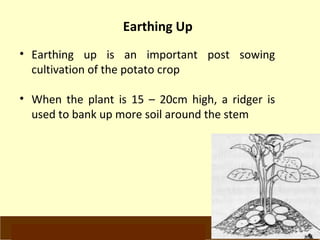 Earthing Up 
• Earthing up is an important post sowing 
cultivation of the potato crop 
• When the plant is 15 – 20cm high, a ridger is 
used to bank up more soil around the stem 
www.potatoesforschools.org.uk 
 