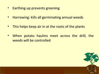 • Earthing up prevents greening 
• Harrowing: kills all germinating annual weeds 
• This helps keep air in at the roots of the plants 
• When potato haulms meet across the drill, the 
weeds will be controlled 
www.potatoesforschools.org.uk 
 