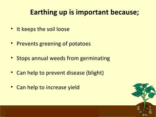 Earthing up is important because;: 
• It keeps the soil loose 
• Prevents greening of potatoes 
• Stops annual weeds from germinating 
• Can help to prevent disease (blight) 
• Can help to increase yield 
www.potatoesforschools.org.uk 
 