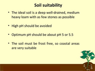 Soil suitability 
• The ideal soil is a deep well-drained, medium 
heavy loam with as few stones as possible 
• High pH should be avoided 
• Optimum pH should be about pH 5 or 5.5 
• The soil must be frost free, so coastal areas 
are very suitable 
www.potatoesforschools.org.uk 
 