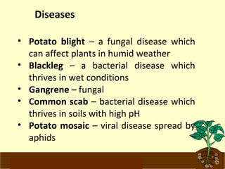 Diseases 
• Potato blight – a fungal disease which 
can affect plants in humid weather 
• Blackleg – a bacterial disease which 
thrives in wet conditions 
• Gangrene – fungal 
• Common scab – bacterial disease which 
thrives in soils with high pH 
• Potato mosaic – viral disease spread by 
aphids 
www.potatoesforschools.org.uk 
 
