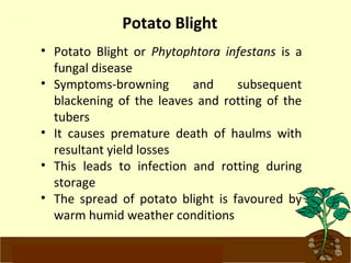 Potato Blight 
• Potato Blight or Phytophtora infestans is a 
fungal disease 
• Symptoms-browning and subsequent 
blackening of the leaves and rotting of the 
tubers 
• It causes premature death of haulms with 
resultant yield losses 
• This leads to infection and rotting during 
storage 
• The spread of potato blight is favoured by 
warm humid weather conditions 
www.potatoesforschools.org.uk 
 