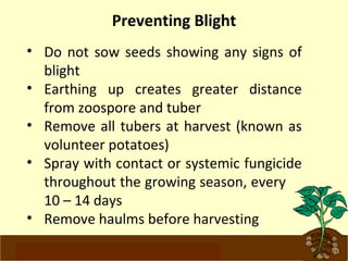 Preventing Blight 
• Do not sow seeds showing any signs of 
blight 
• Earthing up creates greater distance 
from zoospore and tuber 
• Remove all tubers at harvest (known as 
volunteer potatoes) 
• Spray with contact or systemic fungicide 
throughout the growing season, every 
10 – 14 days 
• Remove haulms before harvesting 
www.potatoesforschools.org.uk 
 