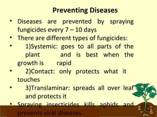 Preventing Diseases 
• Diseases are prevented by spraying 
fungicides every 7 – 10 days 
• There are different types of fungicides: 
• 1)Systemic: goes to all parts of the 
plant and is best when the 
growth is rapid 
• 2)Contact: only protects what it 
touches 
• 3)Translaminar: spreads all over leaf 
and protects it 
• Spraying insecticides kills aphids and 
prevents viral diseases 
www.potatoesforschools.org.uk 
 