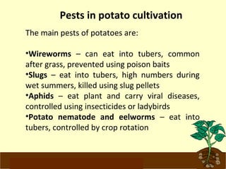 Pests in potato cultivation 
The main pests of potatoes are: 
•Wireworms – can eat into tubers, common 
after grass, prevented using poison baits 
•Slugs – eat into tubers, high numbers during 
wet summers, killed using slug pellets 
•Aphids – eat plant and carry viral diseases, 
controlled using insecticides or ladybirds 
•Potato nematode and eelworms – eat into 
tubers, controlled by crop rotation 
www.potatoesforschools.org.uk 
 