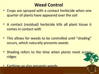 Weed Control 
• Crops are sprayed with a contact herbicide when one 
quarter of plants have appeared over the soil 
• A contact (residual) herbicide kills all plant tissue it 
comes in contact with 
• This allows for weeds to be controlled until “shading” 
occurs, which naturally prevents weeds 
• Shading refers to the time when plants meet across 
ridges 
• Earthing up also prevents weeds 
www.potatoesforschools.org.uk 
 