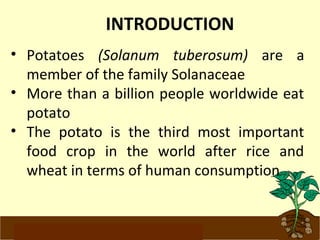 INTRODUCTION 
• Potatoes (Solanum tuberosum) are a 
member of the family Solanaceae 
• More than a billion people worldwide eat 
potato 
• The potato is the third most important 
food crop in the world after rice and 
wheat in terms of human consumption 
www.potatoesforschools.org.uk 
 