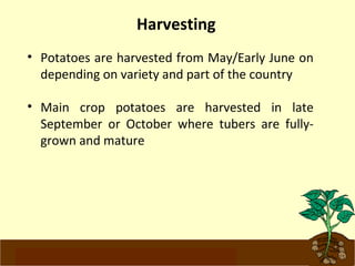 Harvesting 
• Potatoes are harvested from May/Early June on 
depending on variety and part of the country 
• Main crop potatoes are harvested in late 
September or October where tubers are fully-grown 
and mature 
www.potatoesforschools.org.uk 
 