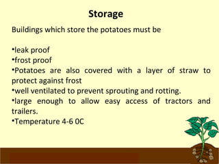 Storage 
Buildings which store the potatoes must be 
•leak proof 
•frost proof 
•Potatoes are also covered with a layer of straw to 
protect against frost 
•well ventilated to prevent sprouting and rotting. 
•large enough to allow easy access of tractors and 
trailers. 
•Temperature 4-6 0C 
www.potatoesforschools.org.uk 
 