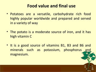 Food value and final use 
• Potatoes are a versatile, carbohydrate rich food 
highly popular worldwide and prepared and served 
in a variety of way 
• The potato is a moderate source of iron, and it has 
high vitamin C 
• It is a good source of vitamins B1, B3 and B6 and 
minerals such as potassium, phosphorus and 
magnesium. 
www.potatoesforschools.org.uk 
 