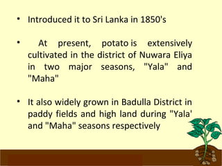 • Introduced it to Sri Lanka in 1850's 
• At present, potato is extensively 
cultivated in the district of Nuwara Eliya 
in two major seasons, "Yala" and 
"Maha" 
• It also widely grown in Badulla District in 
paddy fields and high land during "Yala' 
and "Maha" seasons respectively 
www.potatoesforschools.org.uk 
 