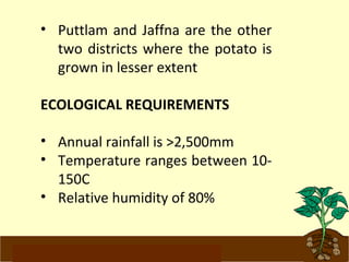 • Puttlam and Jaffna are the other 
two districts where the potato is 
grown in lesser extent 
ECOLOGICAL REQUIREMENTS 
• Annual rainfall is >2,500mm 
• Temperature ranges between 10- 
150C 
• Relative humidity of 80% 
www.potatoesforschools.org.uk 
 