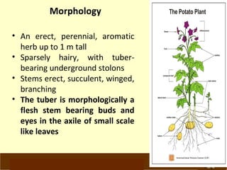 Morphology 
• An erect, perennial, aromatic 
herb up to 1 m tall 
• Sparsely hairy, with tuber-bearing 
underground stolons 
• Stems erect, succulent, winged, 
branching 
• The tuber is morphologically a 
flesh stem bearing buds and 
eyes in the axile of small scale 
like leaves 
www.potatoesforschools.org.uk 
 