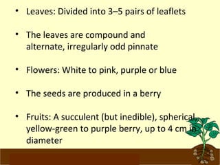 • Leaves: Divided into 3–5 pairs of leaflets 
• The leaves are compound and 
alternate, irregularly odd pinnate 
• Flowers: White to pink, purple or blue 
• The seeds are produced in a berry 
• Fruits: A succulent (but inedible), spherical, 
yellow-green to purple berry, up to 4 cm in 
diameter 
www.potatoesforschools.org.uk 
 