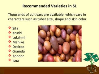 Recommended Varieties in SL 
Thousands of cultivars are available, which vary in 
characters such as tuber size, shape and skin color 
 Sita 
 Krushi 
 Lukshmi 
 Manike 
 Desiree 
 Granola 
 Kondor 
 Isna 
www.potatoesforschools.org.uk 
 