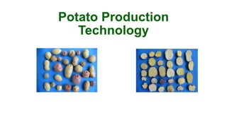 Potato Production
Technology
 