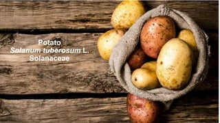 Potato
Solanum tuberosum L.
Solanaceae
 