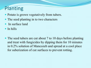 Planting
 Potato is grown vegetatively from tubers.
 The seed planting in to two characters
 In surface land
 In hills
 The seed tubers are cut about 7 to 10 days before planting
and treat with fungicides by dipping them for 10 minutes
in 0.2% solution of Mancozeb and spread at a cool place
for suberization of cut surfaces to prevent rotting.
 