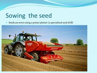 Sowing the seed
 Seeds are sown using a potato planter (a specialised seed drill)
 
