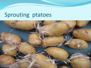 Sprouting ptatoes
 