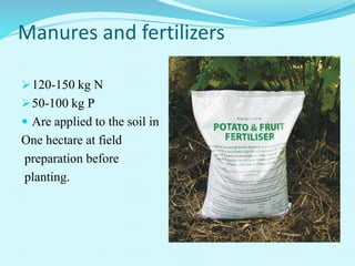 Manures and fertilizers
120-150 kg N
50-100 kg P
 Are applied to the soil in
One hectare at field
preparation before
planting.
 
