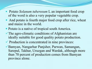  Potato Solanum tuberosum L an important food crop
of the word is also a very popular vegetable crop.
 And potato is fourth major food crop after rice, wheat
and maize in the world.
 Potato is a native of tropical south America.
The agro-climatic conditions of Afghanistan are
ideally suitable for good quality potato production.
 Production is concentrated in nine provinces:
Bamyan, Nangarhar Panjsher, Parwan, Samangan,
Sarepul, Takhar, Uruzgan and Wardak, although more
than 70 percent of production comes from Bamyan
province alone.
 