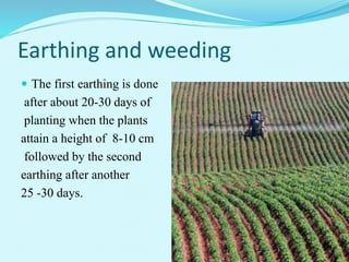 Earthing and weeding
 The first earthing is done
after about 20-30 days of
planting when the plants
attain a height of 8-10 cm
followed by the second
earthing after another
25 -30 days.
 
