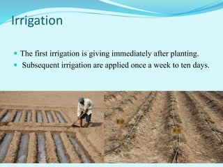 Irrigation
 The first irrigation is giving immediately after planting.
 Subsequent irrigation are applied once a week to ten days.
 