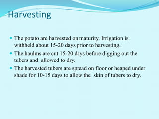 Harvesting
 The potato are harvested on maturity. Irrigation is
withheld about 15-20 days prior to harvesting.
 The haulms are cut 15-20 days before digging out the
tubers and allowed to dry.
 The harvested tubers are spread on floor or heaped under
shade for 10-15 days to allow the skin of tubers to dry.
 