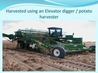 Harvested using an Elevator digger / potato
harvester
 