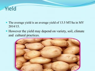 Yield
 The average yield is an average yield of 13.5 MT/ha in MY
2014/15.
 However the yield may depend on variety, soil, climate
and cultural practices.
 