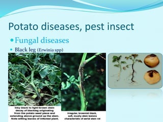 Potato diseases, pest insect
Fungal diseases
 Black leg (Erwinia spp)
 