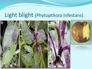 Light blight (Phytopthora infestans)
 