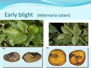 Early blight (Alternaria solani)
 