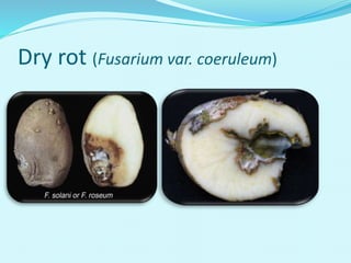 Dry rot (Fusarium var. coeruleum)
 