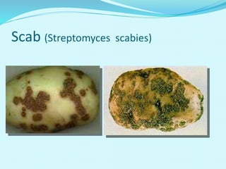 Scab (Streptomyces scabies)
 