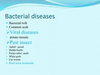 Bacterial diseases
 Bacterial wilt
 Common scab
Viral diseases
• potato mosaic
Pest insect
 Aphid  jassid
 Hadda beetle
 Potato tuber moth
 White grub
 Cut worms
 Root knot nematode
 