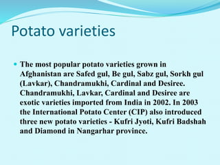 Potato varieties
 The most popular potato varieties grown in
Afghanistan are Safed gul, Be gul, Sabz gul, Sorkh gul
(Lavkar), Chandramukhi, Cardinal and Desiree.
Chandramukhi, Lavkar, Cardinal and Desiree are
exotic varieties imported from India in 2002. In 2003
the International Potato Center (CIP) also introduced
three new potato varieties - Kufri Jyoti, Kufri Badshah
and Diamond in Nangarhar province.
 