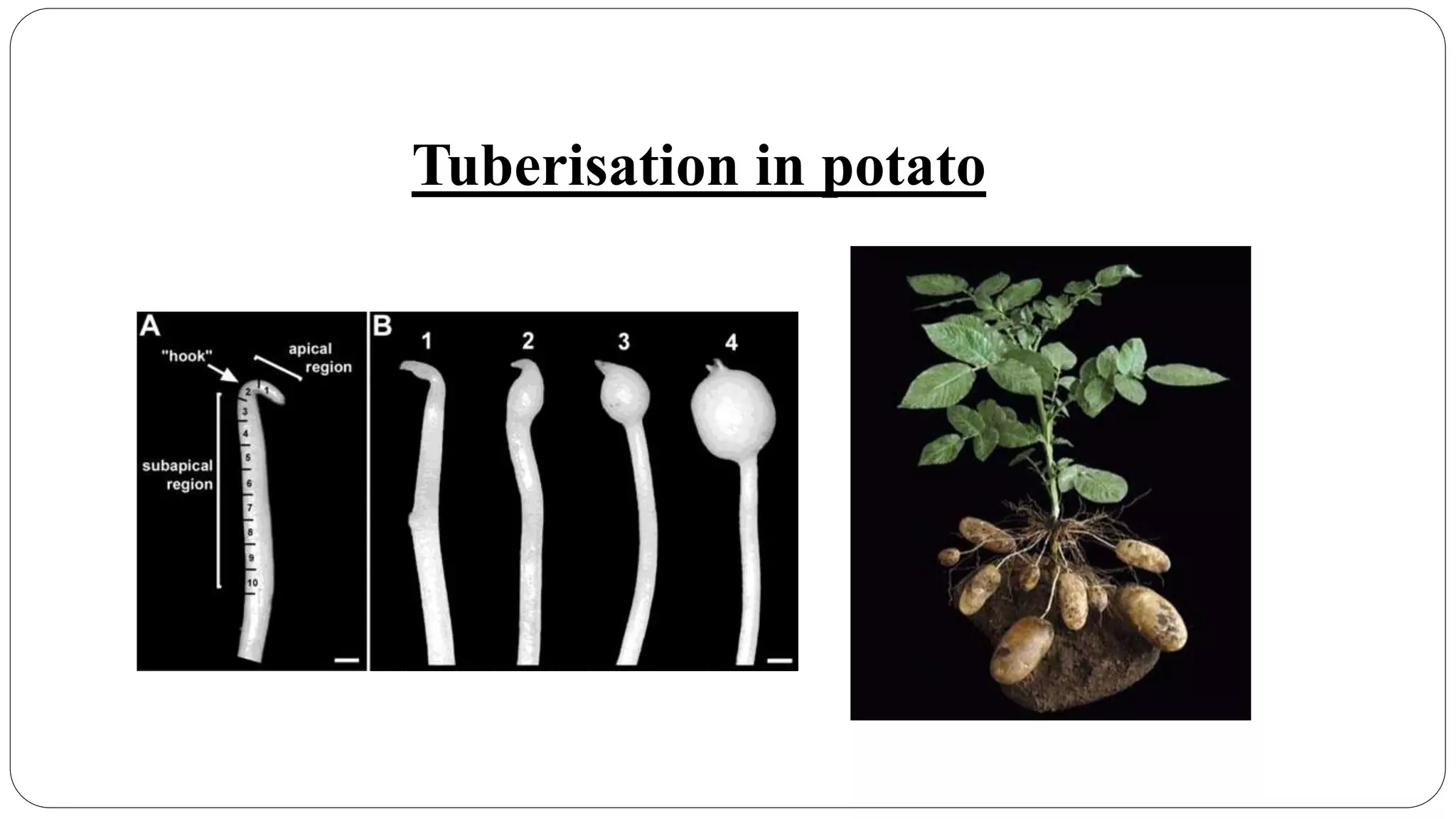Potato breeding | PPTX