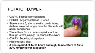 POTATO FLOWER
 CALYX: 5 lobed,gamosepalous
 COROLLA :gamopetalous ,5 lobed
 Stamens are 5, alternate,with corolla lobes.
Anthers are erect longer than the filaments with
apical dehiscence
 The anthers form a cone-shaped structure
through lateral joinings, to conceal the ovary
 OVARY :Superior, bicarpellary
 Placentation : axial
 A photoperiod of 14-18 hours and night temperature of 15 to
20°C favour flower production
 